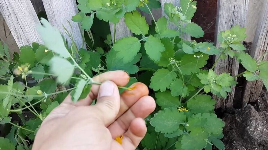 herbal juice of celandine to remove papillomas
